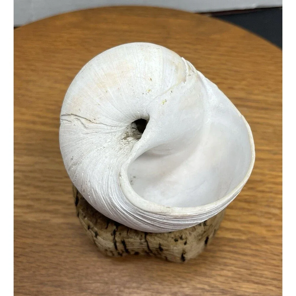 Vtg Natural Sea Moon Snail Rustic Resting Cork Base Nautical Home Decor Beach